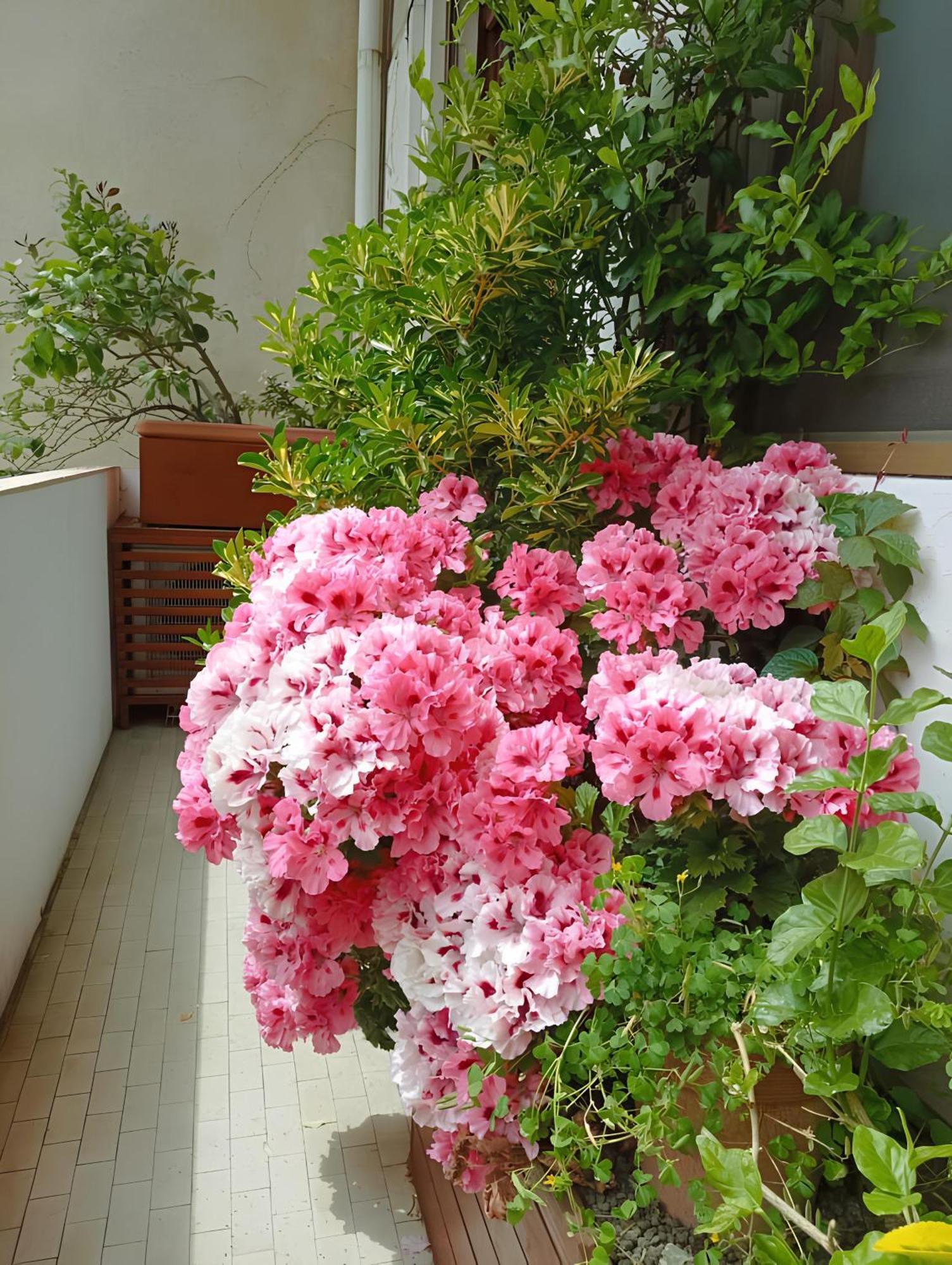 La Casa Dei Fiori Daire Floransa Dış mekan fotoğraf